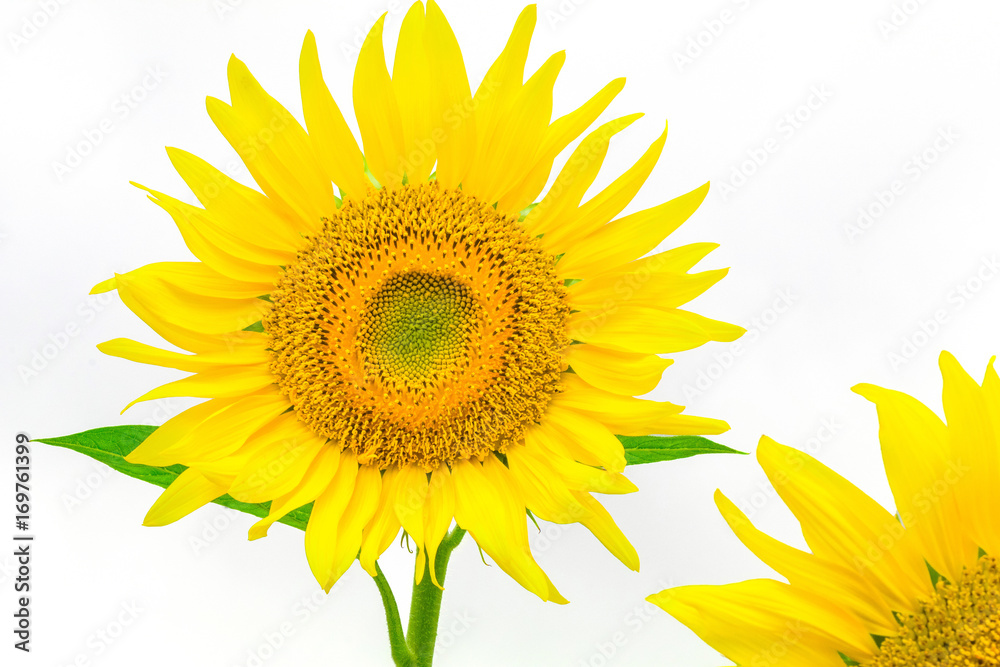 Sunflower isolated on white background with clipping path by Macro lens . Sunflower isolated on white background with clipping path by Macro lens .