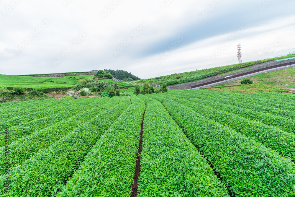  Fresh green tea farm in spring , Row of tea plantations (Japanese green tea plantation) with  blue sky  background  in Fuji city ,Shizuoka prefecture, Japan.