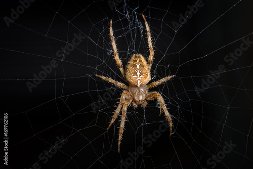 European garden spider