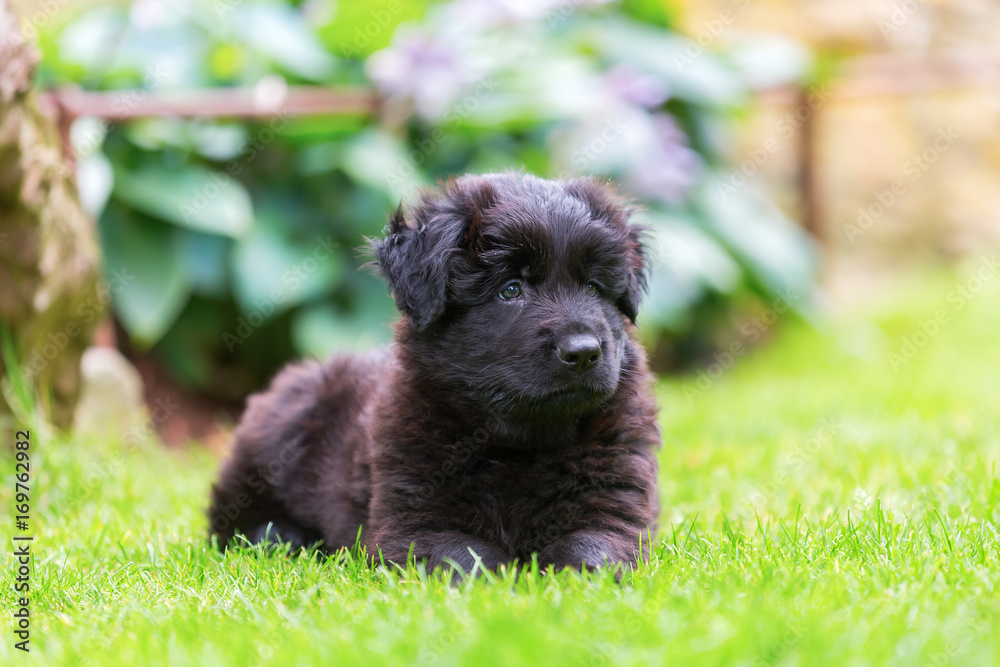 portrait of a cute Old German Shepherd puppy