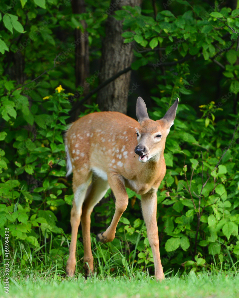 Whitetail deer fawn with open mouth pawing the grass Whitetail deer fawn with open mouth pawing the grass