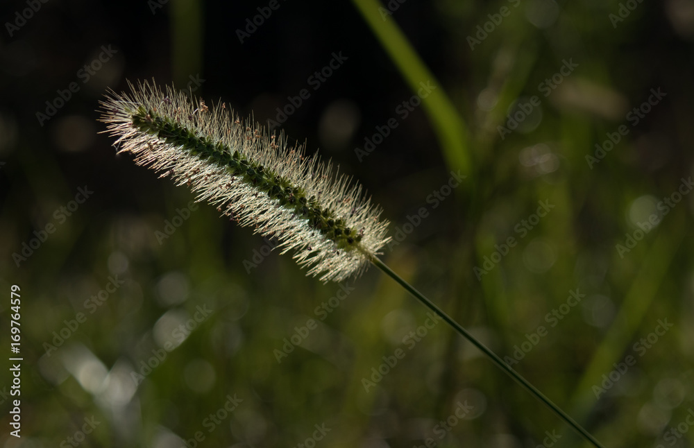 Fountaingrass closeup