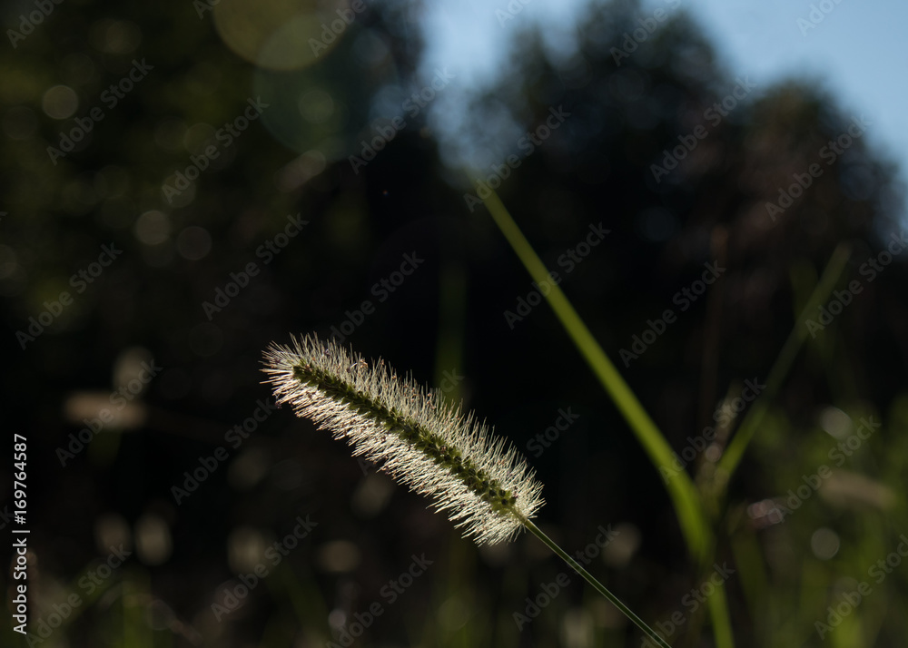 Fountaingrass closeup