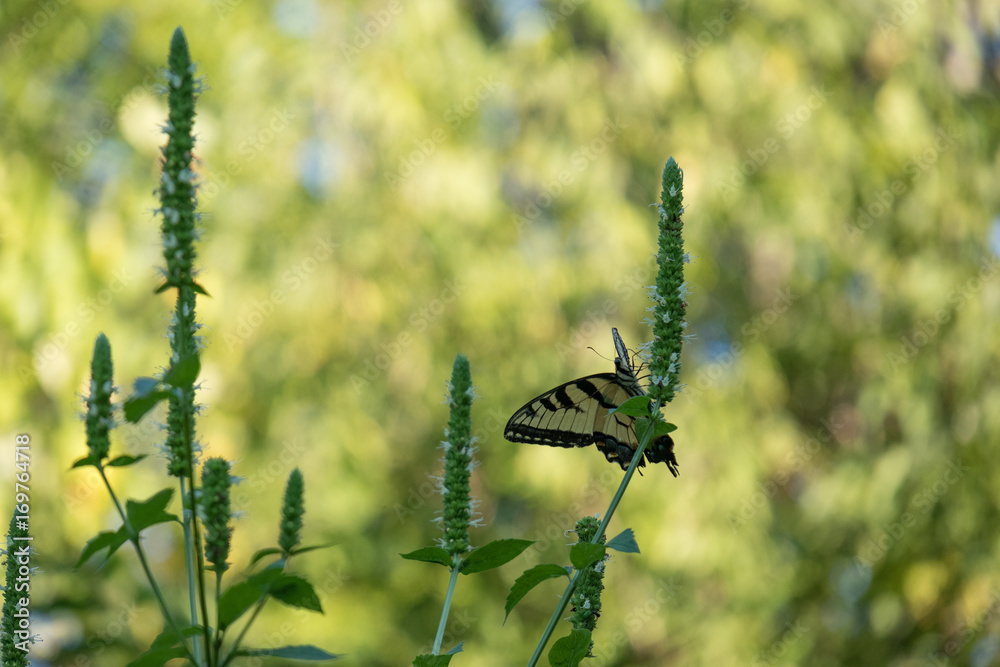 Fototapeta premium Swallowtail butterfly closeup, on flower with white bloom