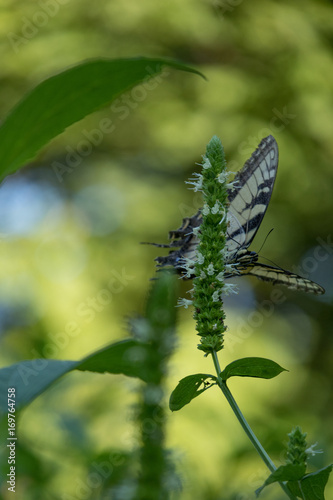 Swallowtail butterfly closeup, on flower with white bloom photo