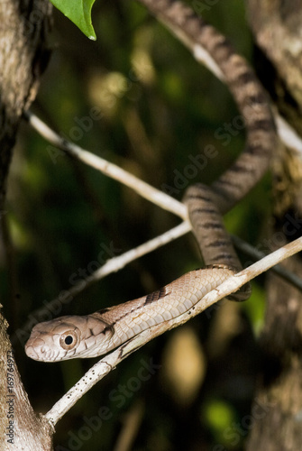 Cobra-cipó (Leptophis ahaetulla) | Parrot Snake fotografado em Conceição da Barra, Espírito Santo -  Sudeste do Brasil. Bioma Mata Atlântica. photo