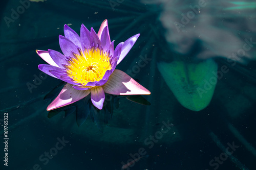 waterlily  5
