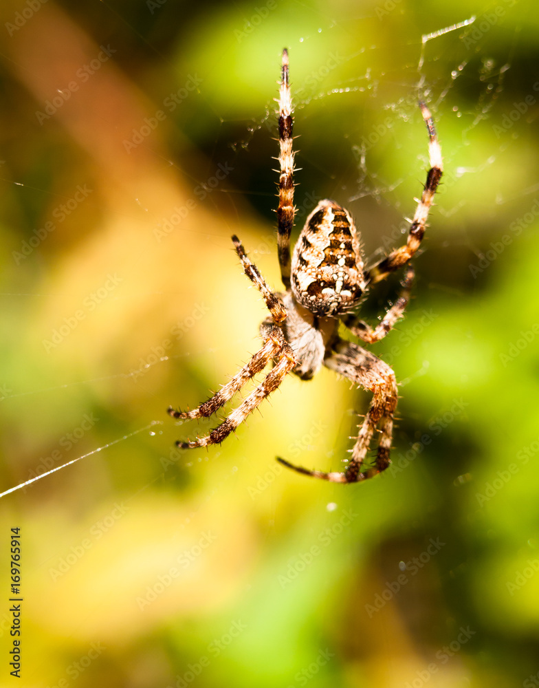 close up garden spider hanging on web Araneus diadematus close up garden spider hanging on web Araneus diadematus