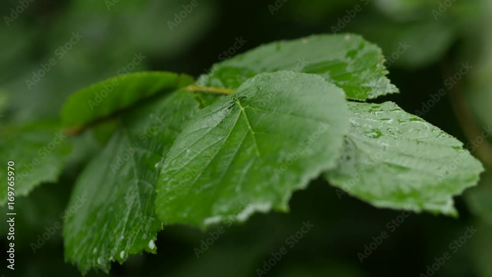 Rain Drops On Green Leaves Summer Day