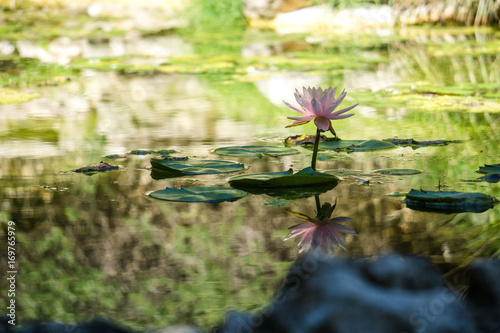 Tapety artystyczne lotus #3