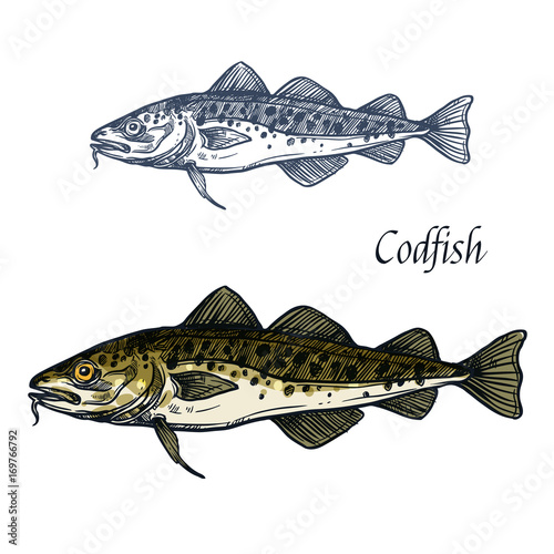 Cod fish vector isolated sketch icon
