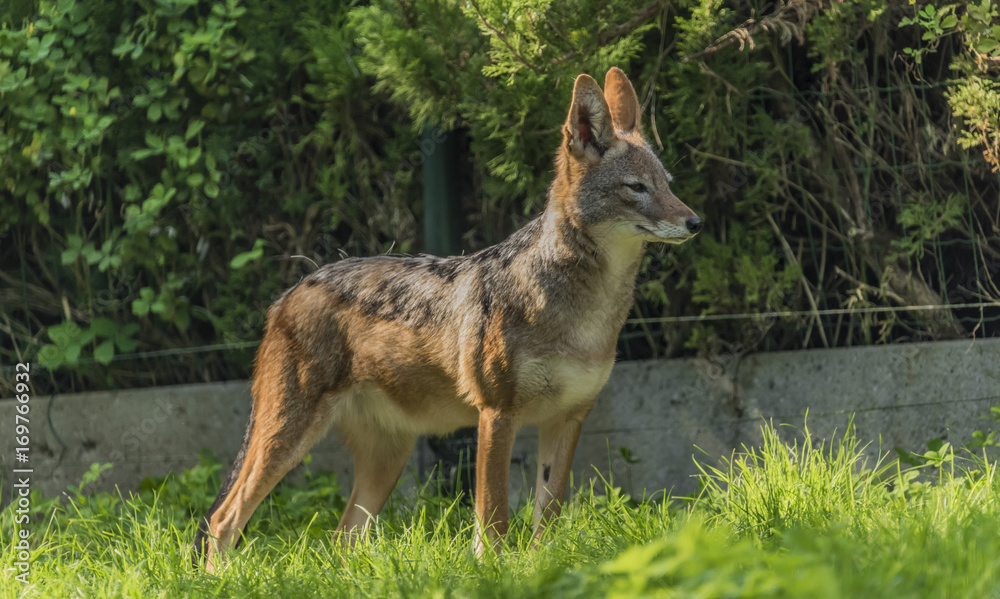 Jackal with green grass background and sun Jackal with green grass background and sun