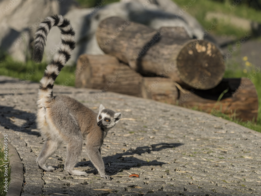 Fototapeta premium Lemur with striped tail in sunny evening