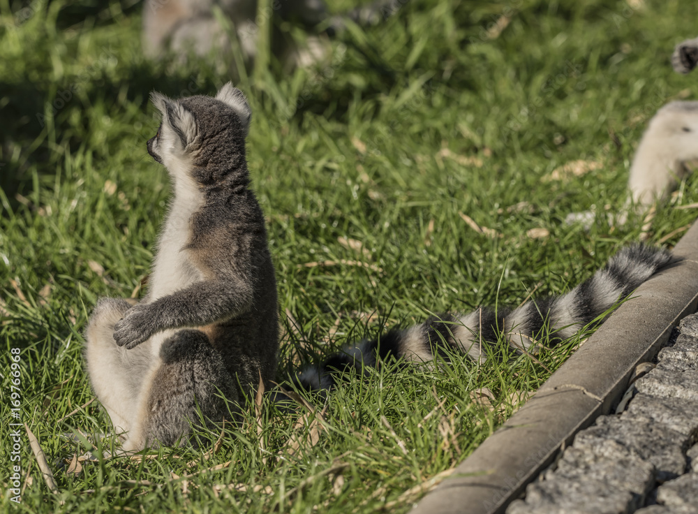 Fototapeta premium Lemur with striped tail in sunny evening