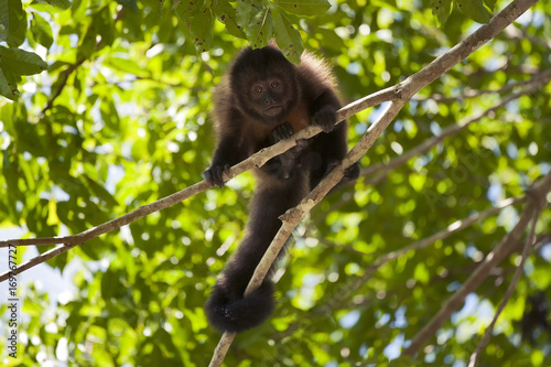 Macaco-prego-de-crista (Sapajus robustus) | Crested capuchin  fotografado em Linhares, Espírito Santo -  Sudeste do Brasil. Bioma Mata Atlântica.