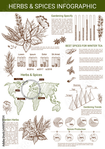 Vector infographics for spice and herbs