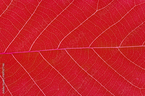 Slika na platnu close up on autumn red leaf texture