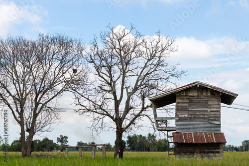 Old wood house with dead tree. © kaentian