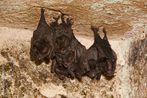 Morcego-de-cauda-curta (Carollia perspicillata) | Seba's short-tailed bat  fotografado em Linhares, Espírito Santo -  Sudeste do Brasil. Bioma Mata Atlântica. photo