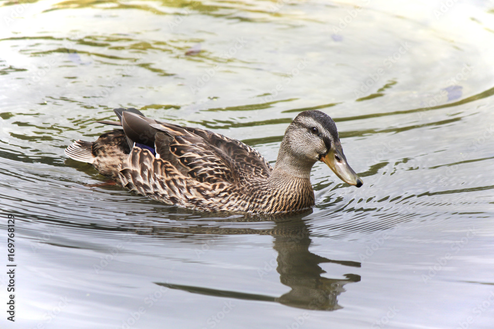 Fototapeta premium wild duck