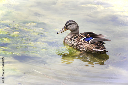 Valokuva duck in a pond