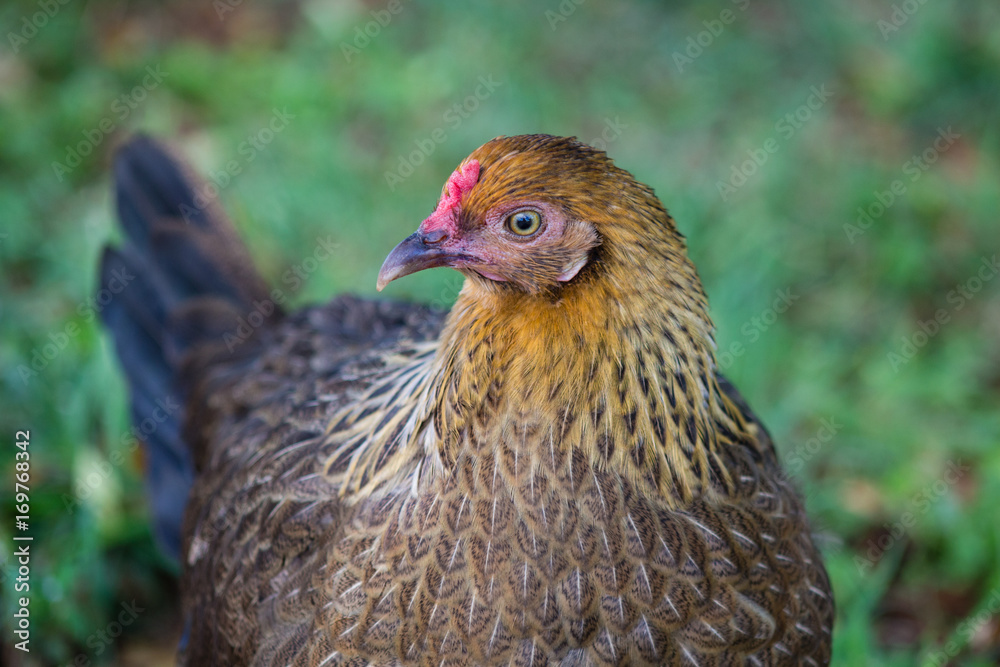 Naklejka premium Wild chicken in Kauai, Hawaii