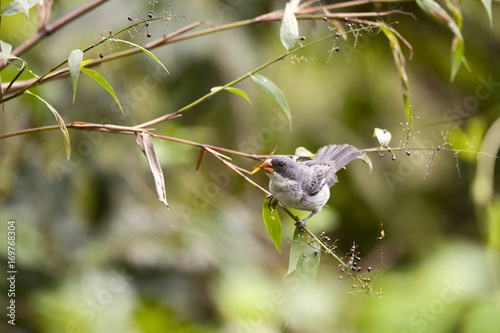 Chorão (Sporophila leucoptera) | White-bellied Seedeater  fotografado em Linhares, Espírito Santo -  Sudeste do Brasil. Bioma Mata Atlântica. photo