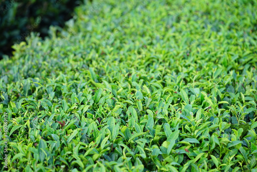 Green tea plantation growing in Jeju Island, South Korea Green tea plantation growing in Jeju Island, South Korea