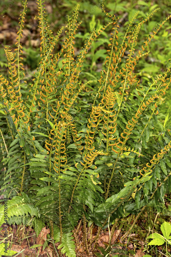 Fototapeta premium Fertile fronds of Christmas fern in Sheipsit State Forest, Connecticut.