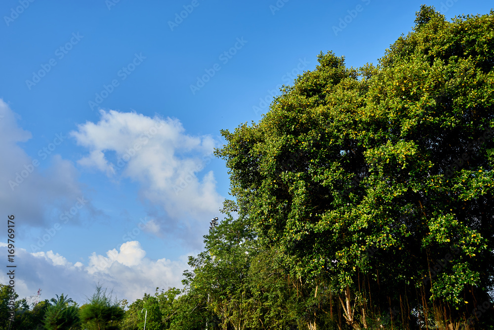 bright green trees some yellow leaves with cloudy light blue sky bright green trees some yellow leaves with cloudy light blue sky