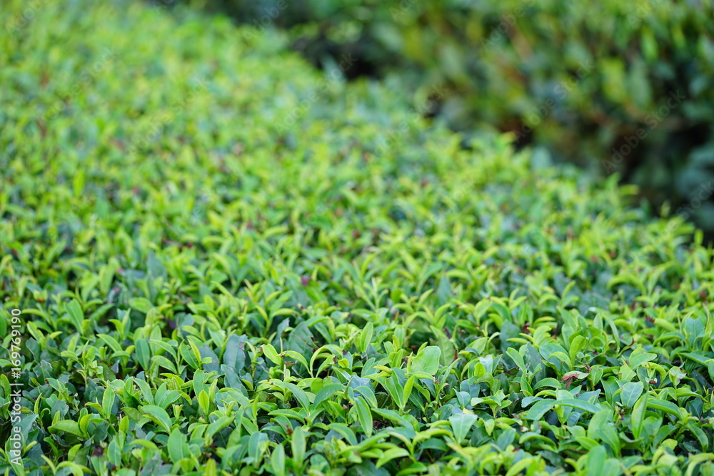 Green tea plantation growing in Jeju Island, South Korea Green tea plantation growing in Jeju Island, South Korea