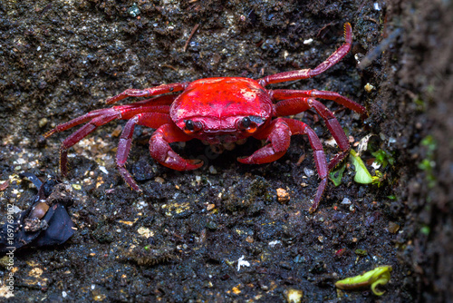 a small red crab is hatching in the crab shell