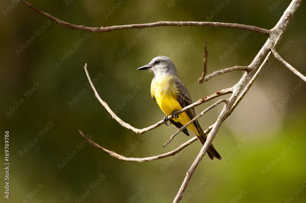 Obraz premium Suiriri (Tyrannus melancholicus) | Tropical Kingbird fotografado em Linhares, Espírito Santo - Sudeste do Brasil. Bioma Mata Atlântica.