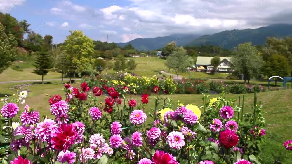 木島平やまびこの丘公園 ダリア園 木島平やまびこの丘公園 ダリア園