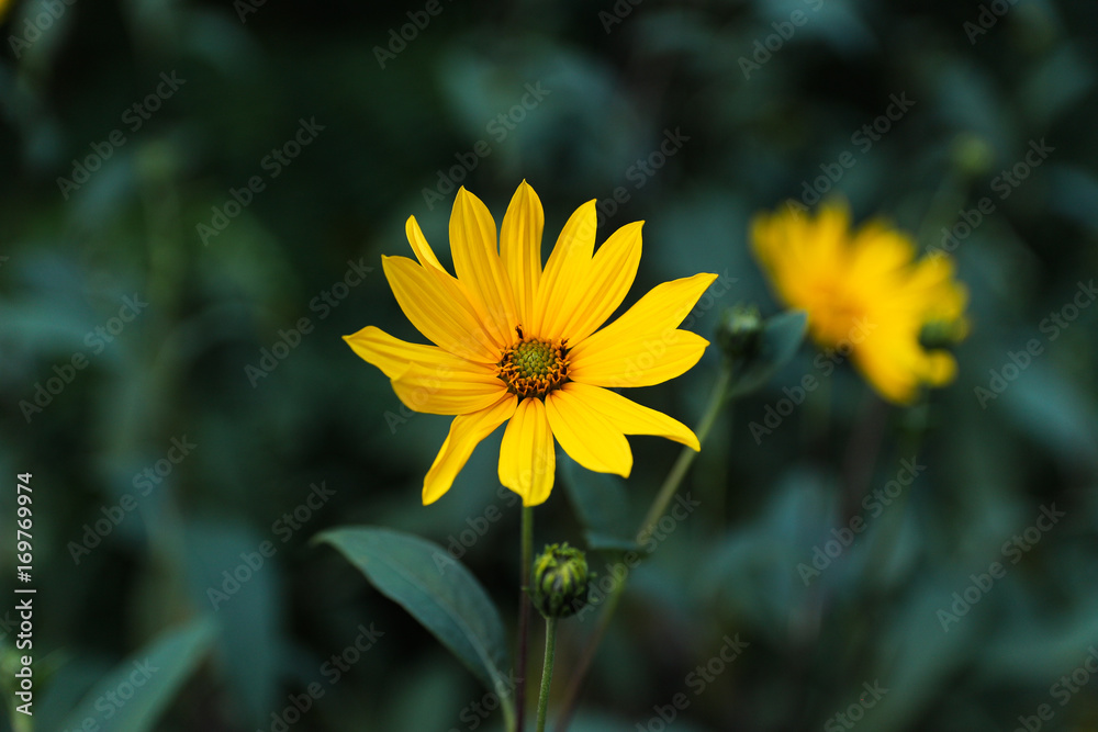 Flower Flower
