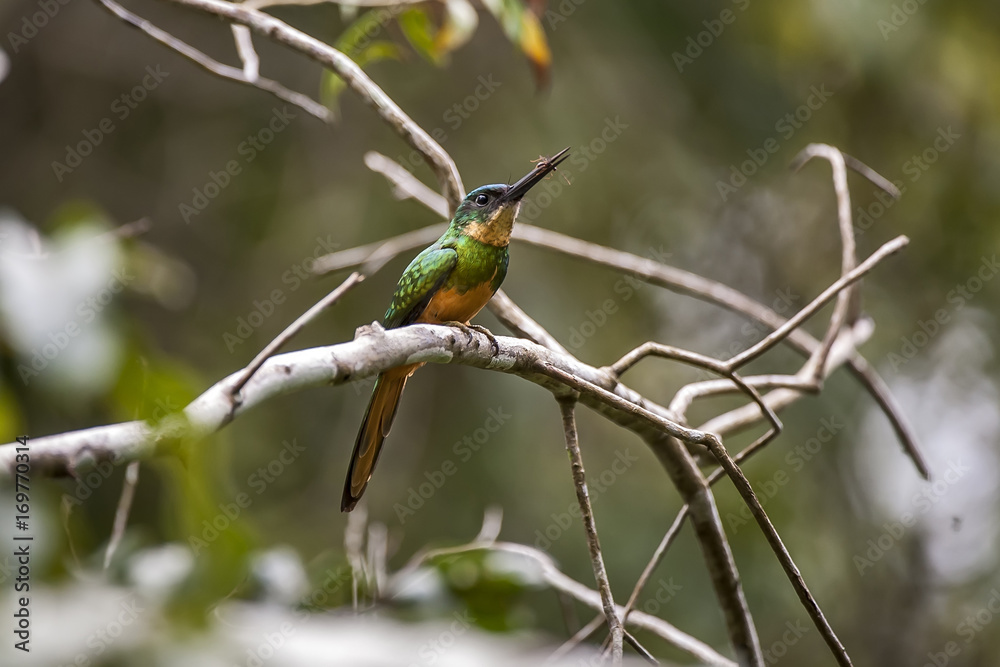 ariramba-de-cauda-ruiva-galbula-ruficauda-rufous-tailed-jacamar