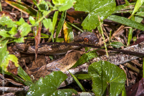 Serpente-olho-de-gato-anelada (Leptodeira annulata) | Banded cat-eyed snake fotografado em Linhares, Espírito Santo - Sudeste do Brasil. Bioma Mata Atlântica.