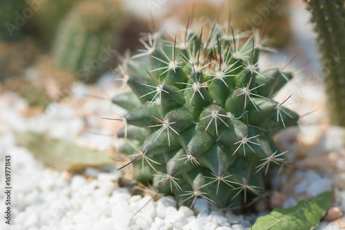 Various cactus plants 