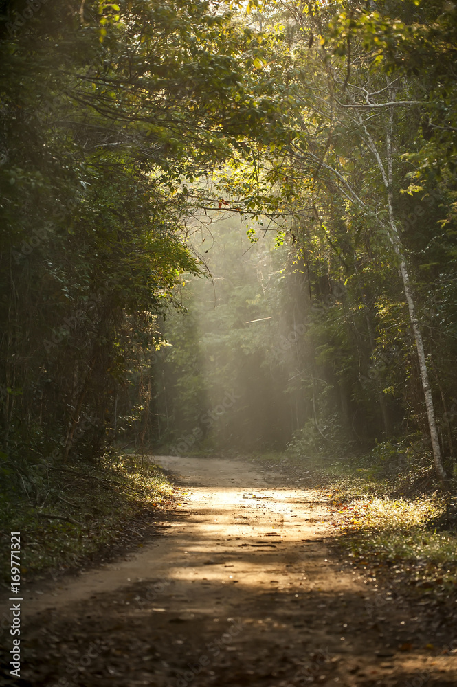 Fototapeta premium Rodovia Estadual ES-356 na Rebio de Sooretama (Paisagem) | State Highway ES-356 in Sooretama Rebio fotografado em Linhares, Espírito Santo - Sudeste do Brasil. Bioma Mata Atlântica.