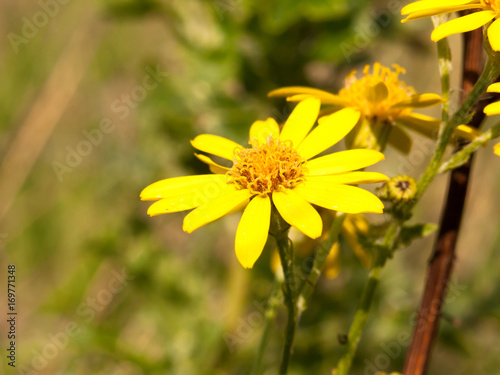 close up yellow petals single of Ragwort Senecio squalidus