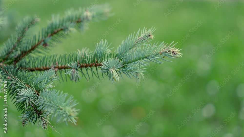 Spruce Tree Spruce Tree