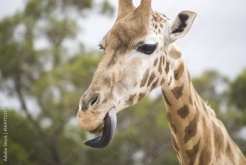 Fototapeta premium Giraffe head close up with tounge out