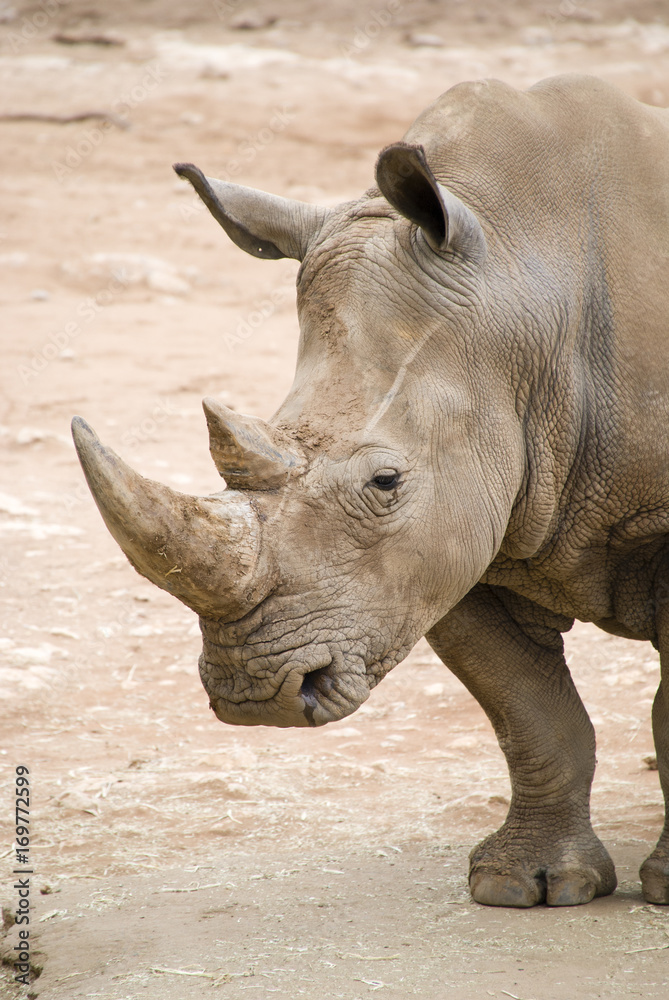 Rhino close up in arid landscape Rhino close up in arid landscape