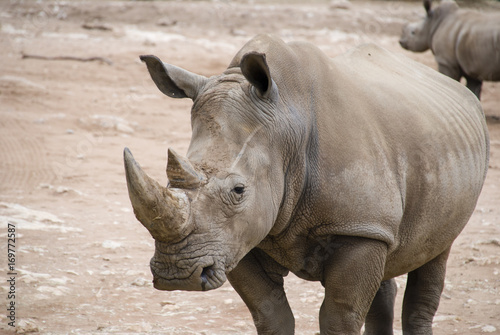 Rhino close up in arid landscape