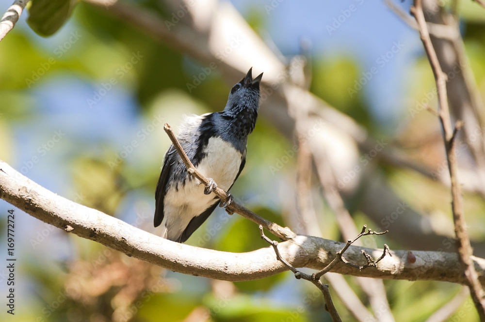 Obraz premium Cambada-de-chaves (Tangara brasiliensis) | White-bellied Tanager fotografado em Linhares, Espírito Santo - Sudeste do Brasil. Bioma Mata Atlântica.