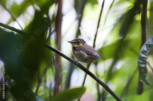 Patinho (Platyrinchus mystaceus) | White-throated Spadebill fotografado em Santa Teresa, Espírito Santo -  Sudeste do Brasil. Bioma Mata Atlântica. photo