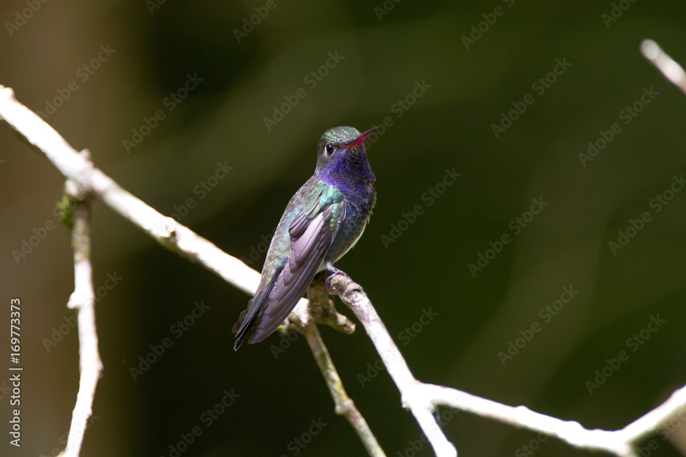 Obraz premium Beija-flor-de-peito-azul (Amazilia lactea) | Sapphire-spangled Emerald fotografado em Santa Teresa, Espírito Santo - Sudeste do Brasil. Bioma Mata Atlântica.