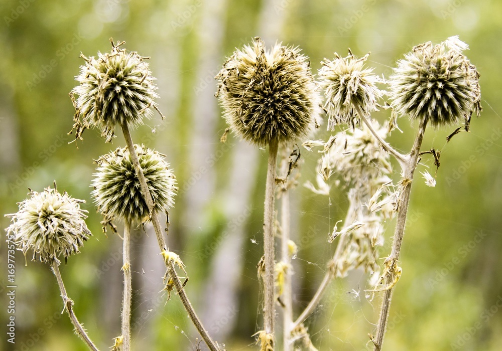 round spine autumn nature round spine autumn nature