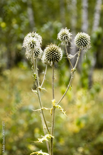 round spine autumn nature