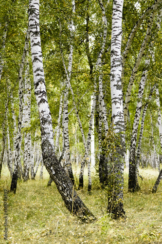 Fototapeta Naklejka Na Ścianę i Meble -  birch forest summer landscape